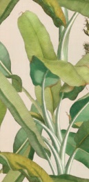 Musa