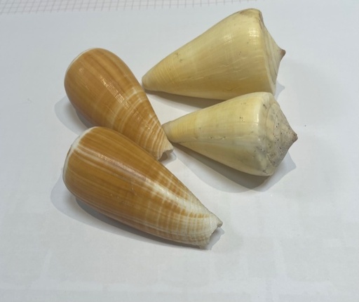 Conus - Marron Beige, Par 100g